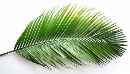 Obraz premium green palm leaf isolated on white background