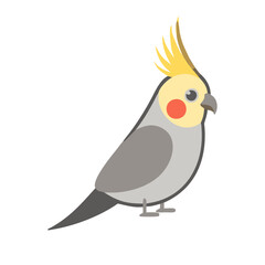 Cute Cockatiel Vector Illustration on a Black Background