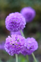 Purple balls of flowers on Primula denticulata