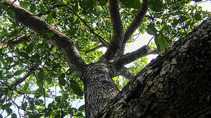 Fototapeta premium Full Canopy Of Lush Green Tree Branches