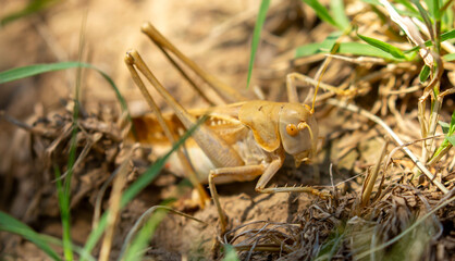 Locust close-up on plants. Locust invasion of agricultural fields. Exotic food of Asia.