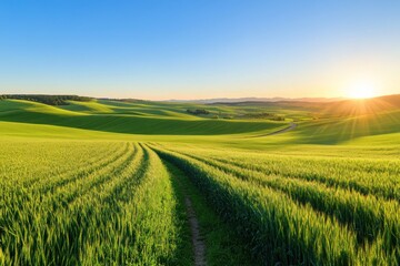 Green field with a path under a clear blue sky and bright sunlight.