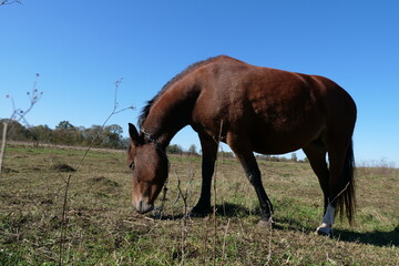 Horses graze in the field. Agriculture. Caring for horses.