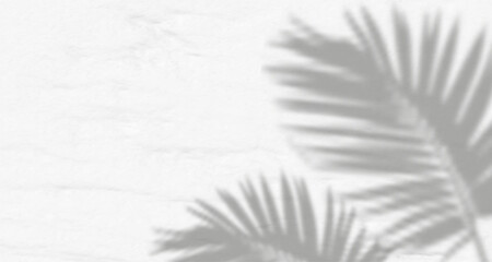 Abstract shadow of leaves and branches on white concrete wall.Soft overlay of natural light.