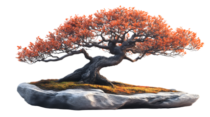 Autumnal Bonsai Tree on Rock Nature Photography Zen Garden Decor