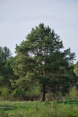 A tall pine tree standing in a field.