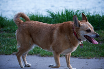 A brown dog with a red collar walks on a path.