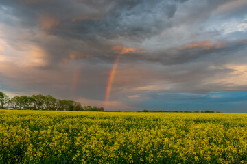 Stimmungsvolle Abendstimmung mit Regenbogen und blühender Raps. Fehmarn, Germany.