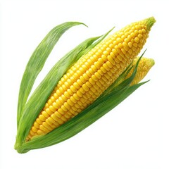 Fresh corn cob with husk isolated on white background