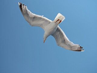 Flying Seagull from below with blue sky