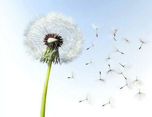 Dandelion Seeds Flying in Blue Sky, Spring, Nature
