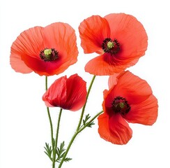 Obraz premium Four Red Poppy Flowers on White Background, Floral , Botanical