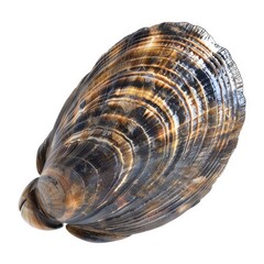 Close-up view of a dark, patterned bivalve shell.