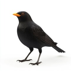 Obraz premium Close-up of a glossy black bird.