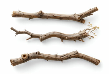 Obraz premium Realistic dry branches isolated on transparent background. Dead tree branch, old twig, PNG, Cut out.