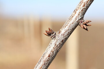 A closeup view showcasing buds on a branch during the vibrant early spring season