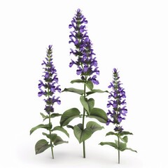 Three vibrant purple flowers with delicate foliage.