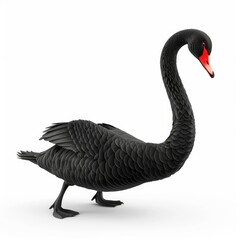 Black swan, elegantly poised against a plain background.