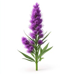 Vibrant purple flower stem with dense clusters of blossoms.