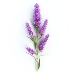 Naklejka premium Purple flower cluster stem against white background.