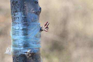 A tree adorned with blue tape and displaying its budding branches in vibrant bloom