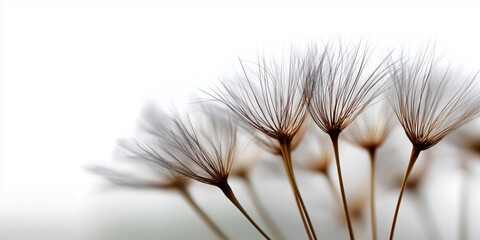 The ethereal beauty of dandelion seeds captured in soft light evokes a sense of tranquility, nature, and the delicate cycle of life, showcasing nature's artistry beautifully.