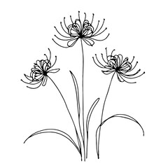 Set of outline lily, leaves, doodle floral pattern. Hand drawn lilies Botanical drawing. Detailed line art Lycoris illustration. Simple Stylized flowers. Elegant Black and White blossom