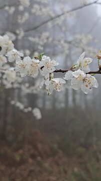 Spring flower