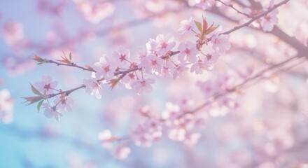 Obraz premium Delicate Pink Cherry Blossoms - Soft, pastel pink cherry blossoms in full bloom on a branch, bathed in soft sunlight. Perfect for spring themes