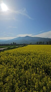 green field and blue sky
