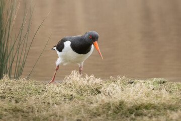 Oystercatcher Bird, Haematopus ostralegus
