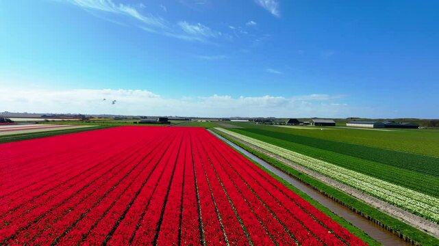 tulp field over view  by a drone
