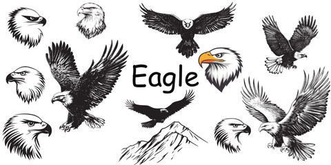 vector set of eagle illustrations, logo for security company