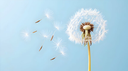 Dandelion Seeds Floating On Pale Blue Background