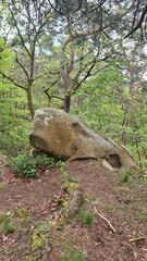 Magnifique rocher en forme de dragon dans la forêt de Fontainebleau