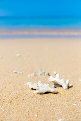 Corals on the sand on the seashore. Seascape background, sandy shore with corals and shells.