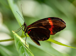Postman Butterfly