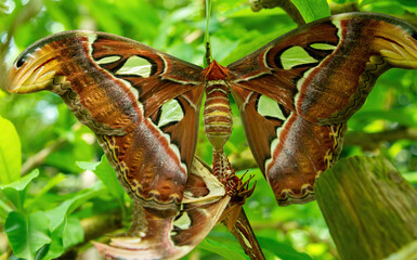 Atlas Moth, Attacus atlas