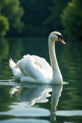 Obraz premium Majestic swan swimming, pristine lake reflecting its image, sky, bird