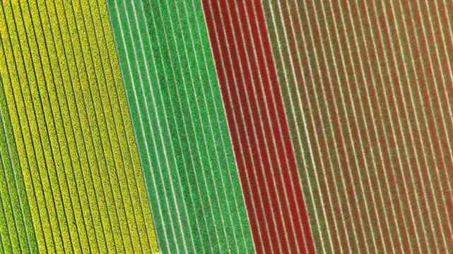 top down view of a tulp field