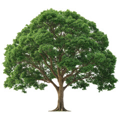 A majestic, ancient oak tree stands tall against a bright white background, showcasing its lush green canopy and strong, textured trunk.
