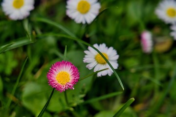 A bright pink flower among white daisies creates a striking visual contrast, symbolizing diversity,...