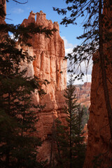 Obraz premium Majestic Hoodoos Towering Over the Pines in Bryce Canyon National Park, Utah - Breathtaking Red Rock Spires Glowing in Warm Sunlight, Framed by Evergreen Trees