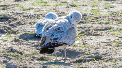 Portrait of seagulls on the sand bank