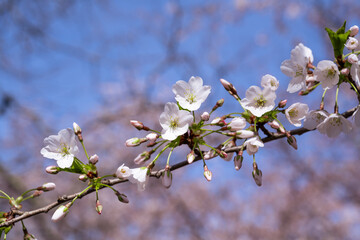 blooming cherry tree