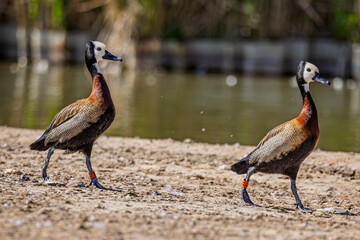 Close up of a pair of white faced whistling ducks striding along at waters edge