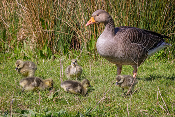 Close up of an adult Greylag Goose with group of very young goslings