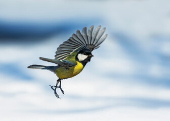 great tit parus major