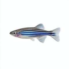 Fototapeta premium Zebrafish swimming isolated on white background