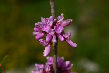 Fototapeta premium Chinese redbud (Cercis chinensis) flowers. Fabaceae deciduous flowering tree. Reddish-purple butterfly-shaped flowers bloom from April to May.